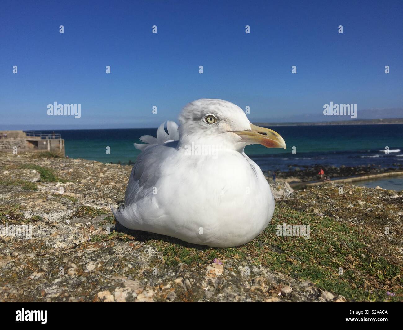 Piume bianche di un gabbiano su una spiaggia Foto stock - Alamy