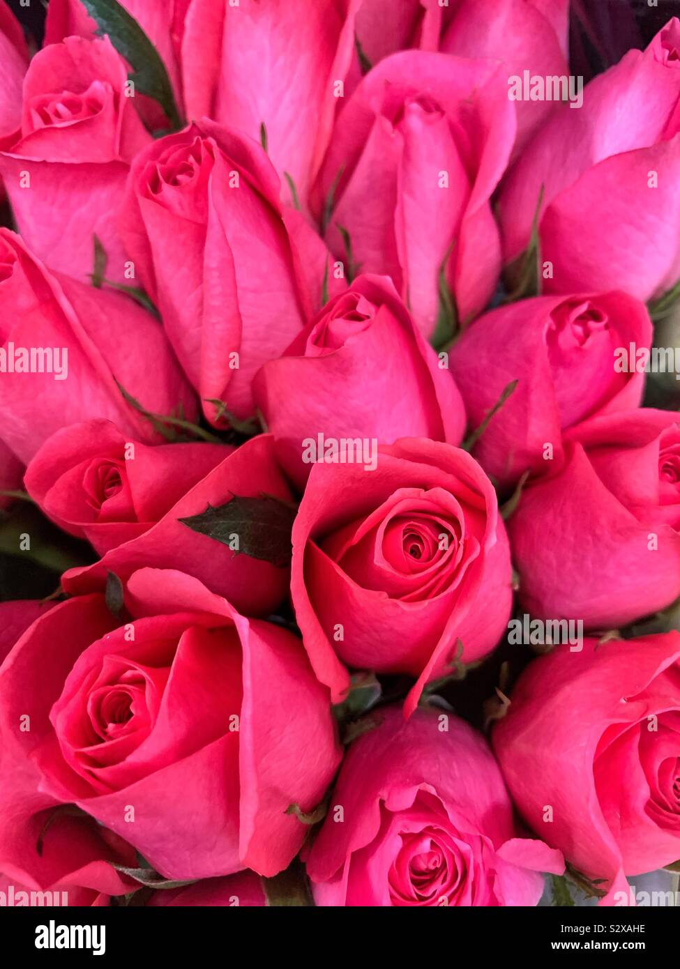 Bel bouquet di rosa fresca di rose. Foto Stock