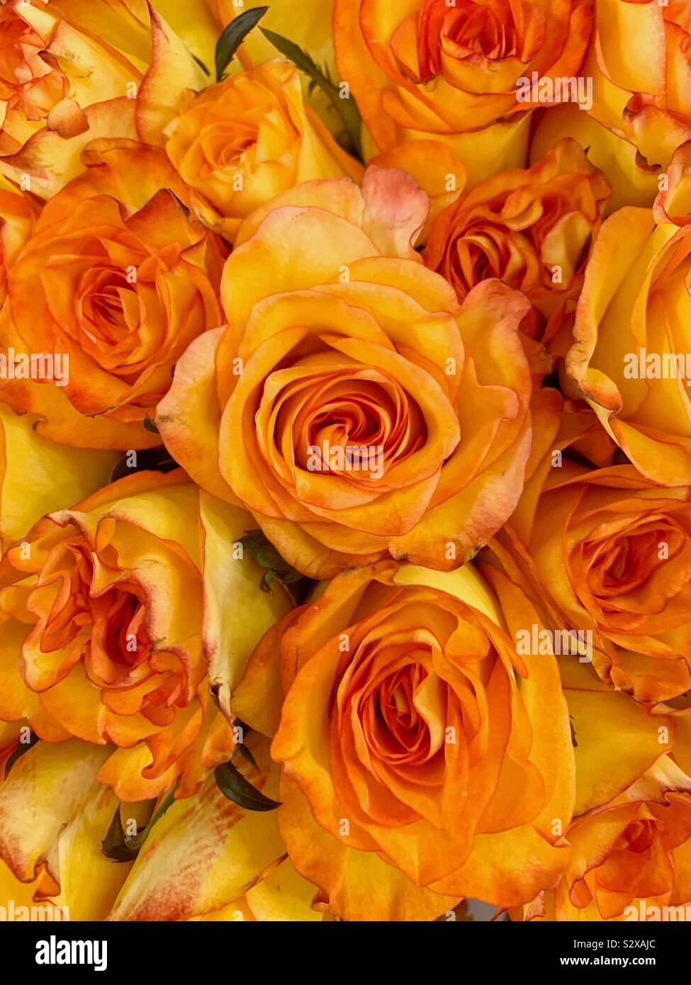 Bel bouquet di fresche rose giallo con un pizzico di colore arancione. Foto Stock