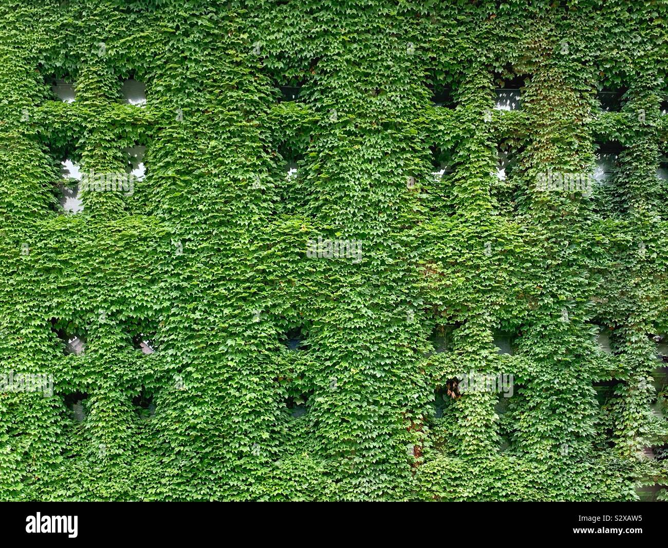 Ivy League ivy che ricopre le pareti di un edificio scolastico. Foto Stock