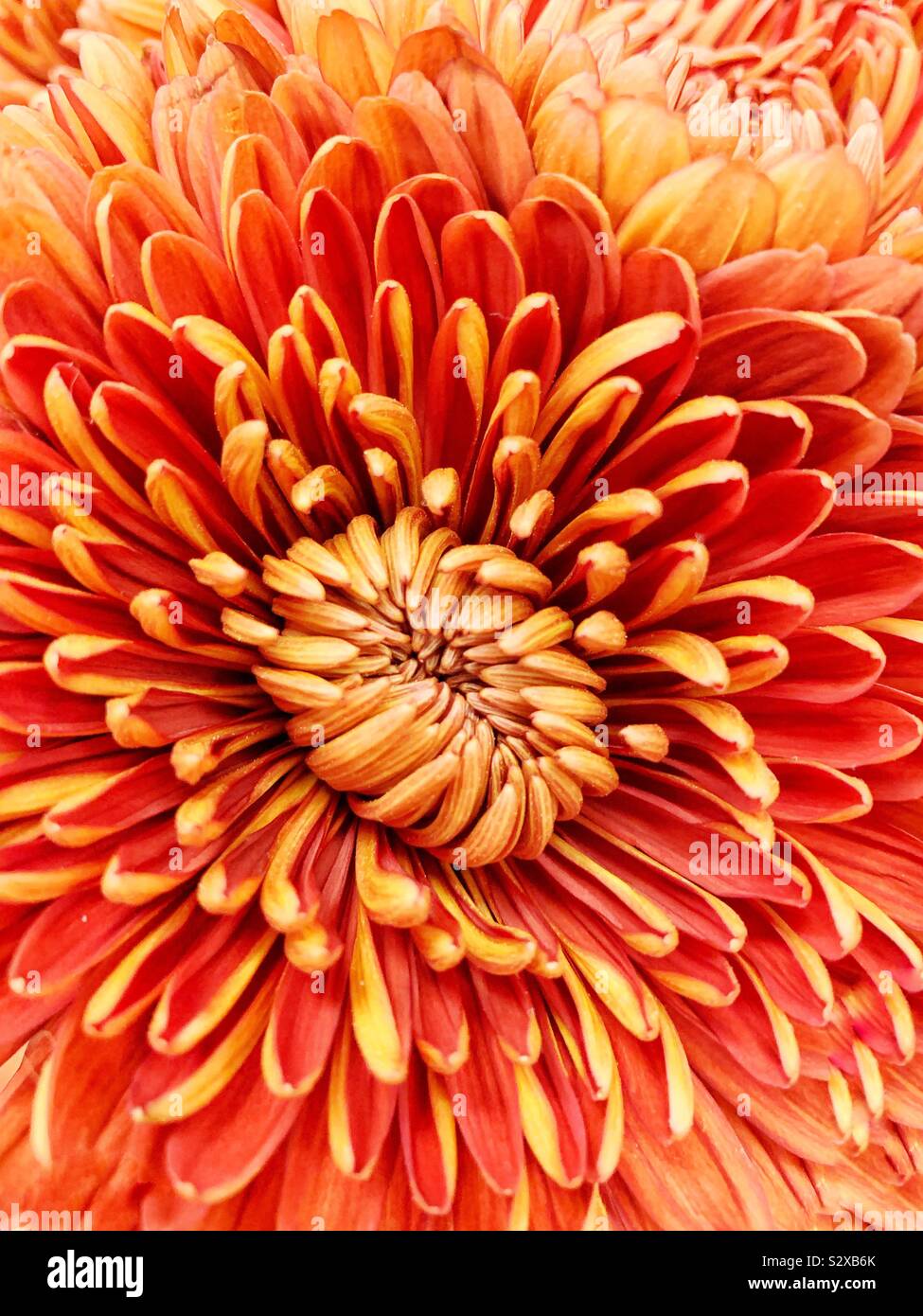 Primo piano di una perfetta orange crisantemo in piena fioritura. Foto Stock