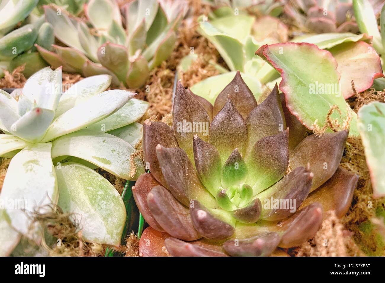 Piccole piante succulente giardino. Foto Stock