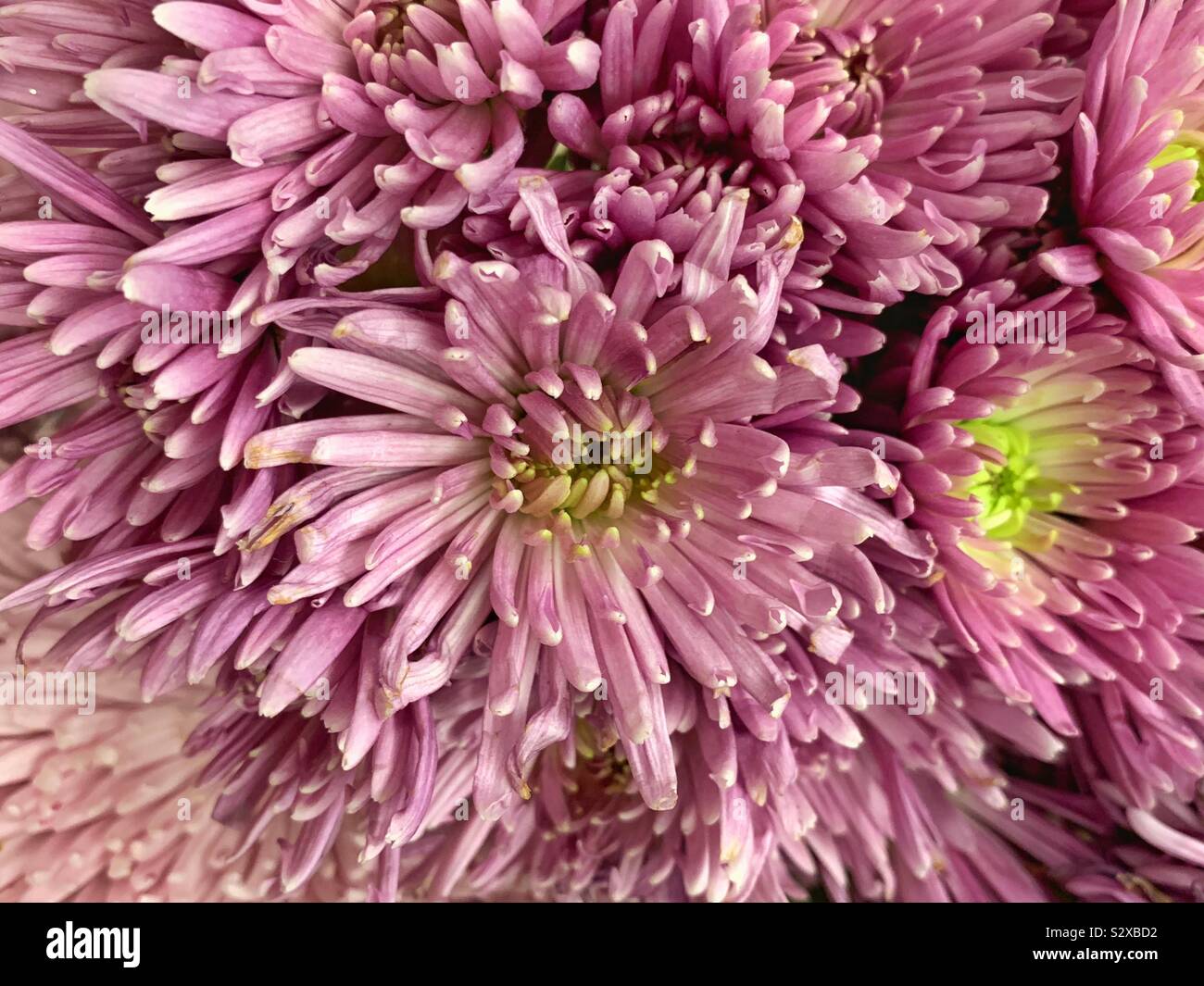 Mazzetto di viola crisantemi. Foto Stock