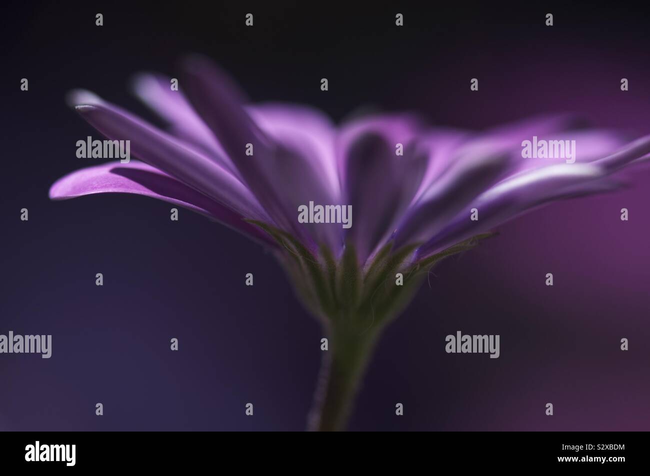 Petali viola su uno stelo di verde Foto Stock