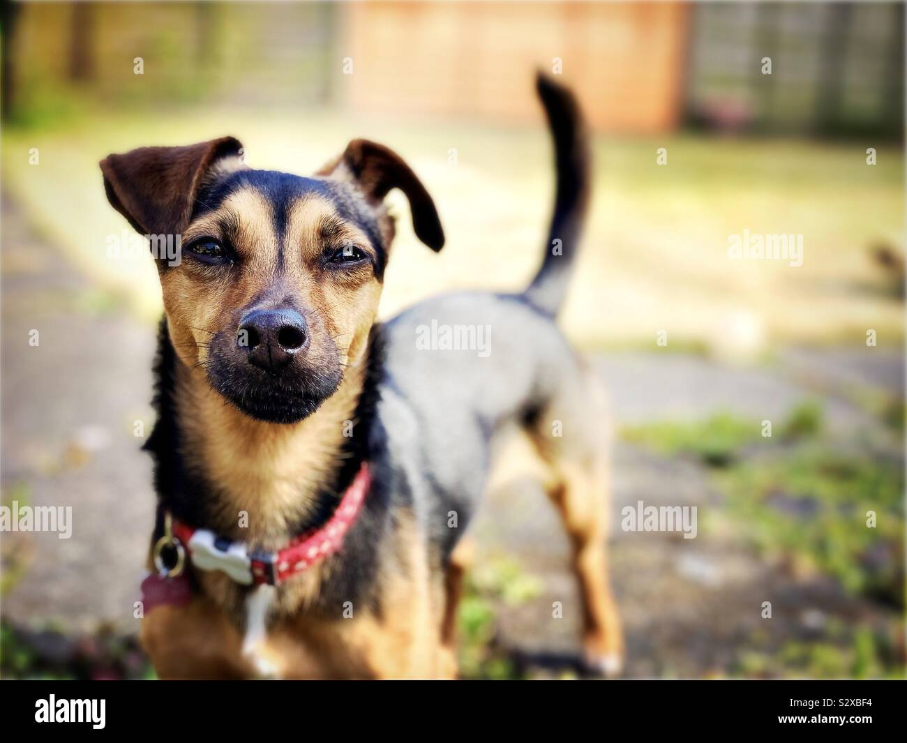Un close-up e il livello del terreno vista di un piccolo e affascinante jack russell terrier cane in piedi all'aperto con coda scodinzolante e soft espressione. Spazio di copia a destra. - Immagine stock catturata con smartphone