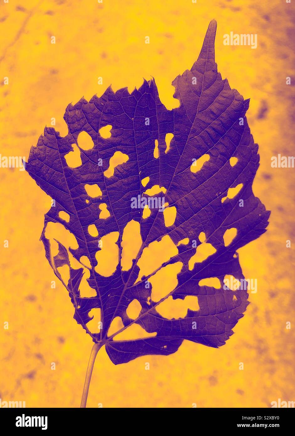 Fori in una foglia mangiata da caterpillar con duo filtro del tono in oro e porpora Foto Stock