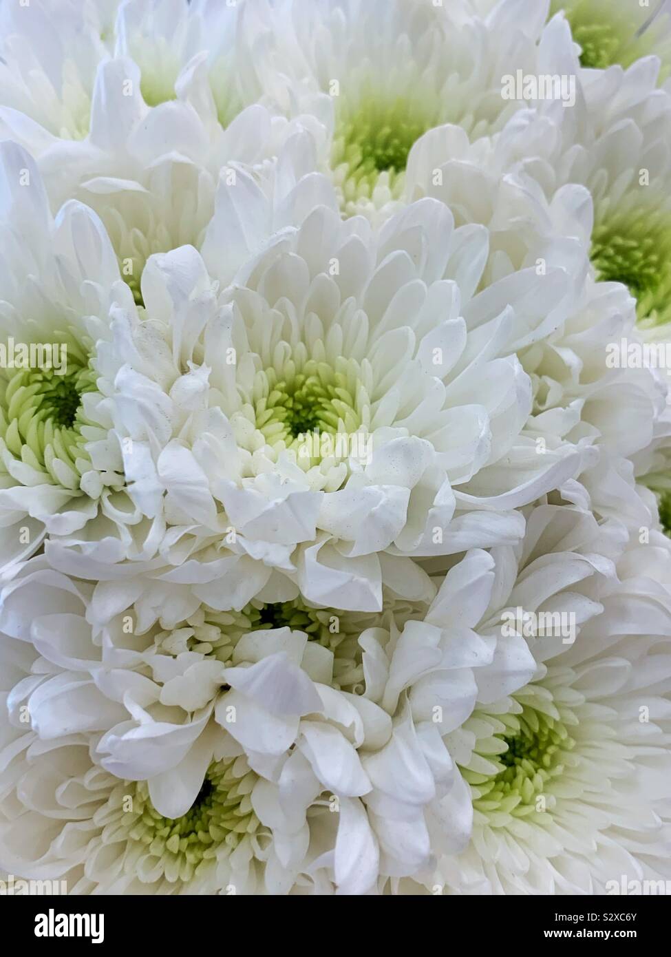 Bel bouquet di crisantemo bianco fiori. Foto Stock