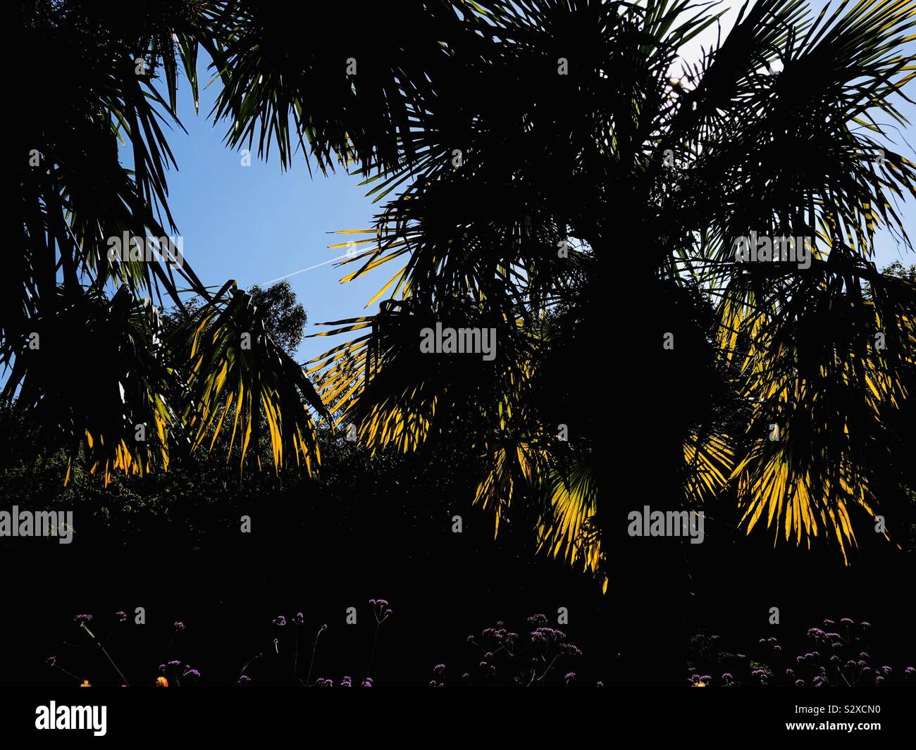 Retroilluminato con alberi di palma Foto Stock