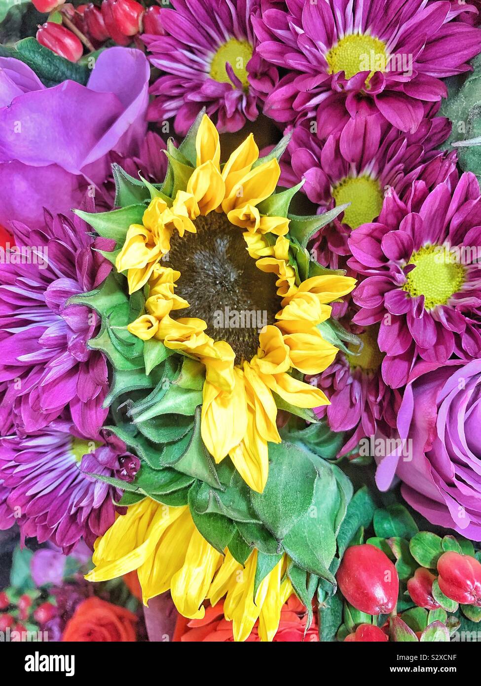 Bouquet di girasoli freschi e viola margherite. Foto Stock