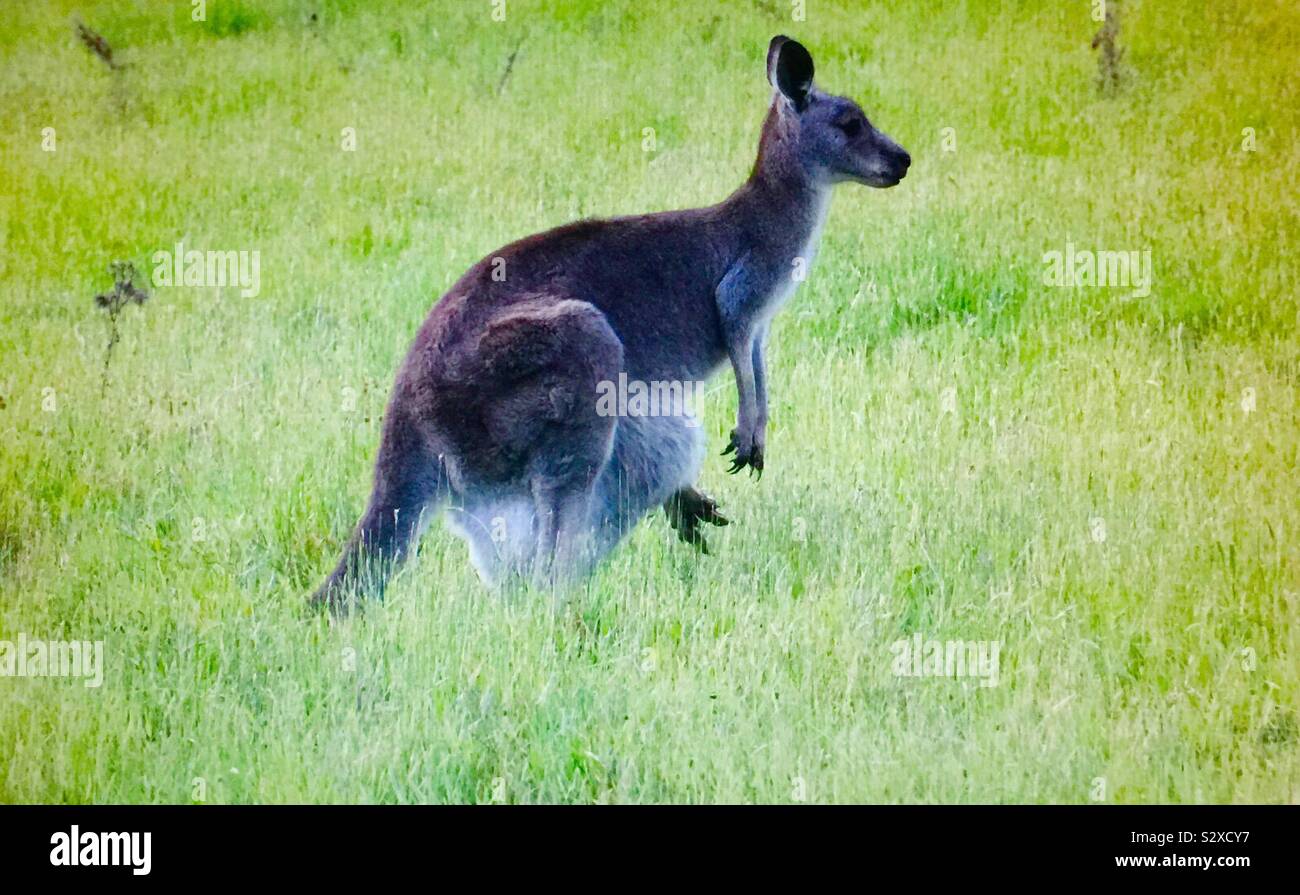 Canguro, o "roo", Victoria, Australia, con baby (Joey) nella custodia e piedi spuntavano. Foto Stock