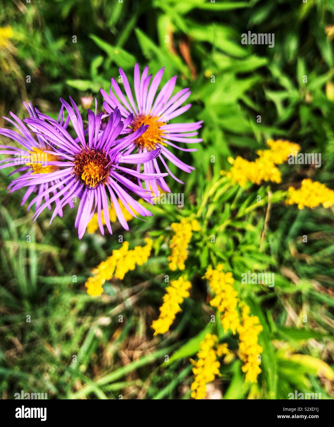 La natura del giardino. Foto Stock