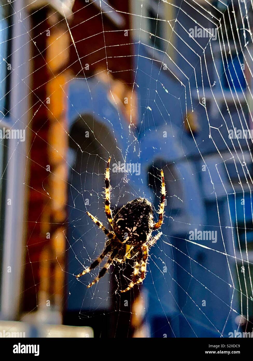 Spider catturato maglia suo web Foto Stock