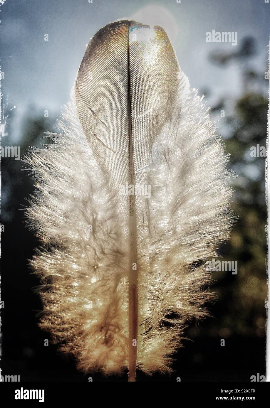 Soffice piuma di uccello con sun dietro di essa Foto Stock