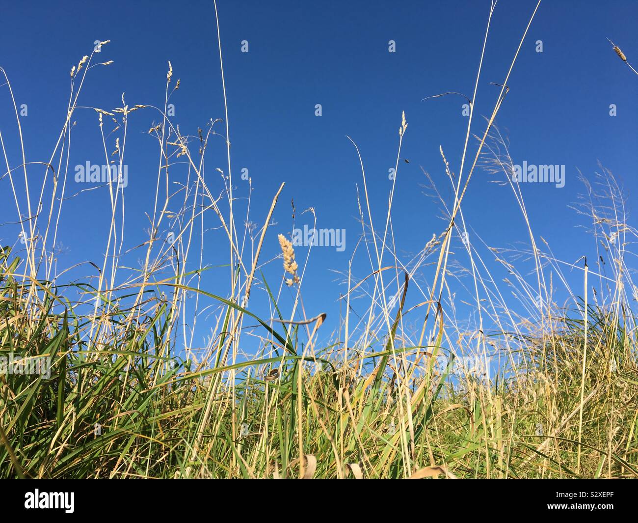 Cielo blu chiaro su erba lunga nella campagna inglese Foto Stock