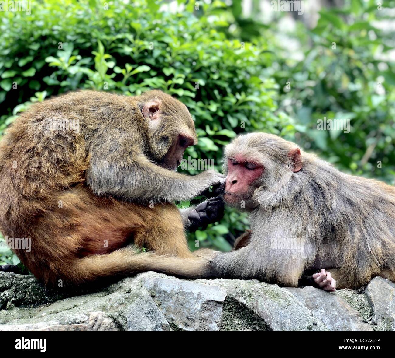 Monkey business. Catturate in Swayambhunath, Monkey Temple, Nepal. Foto Stock