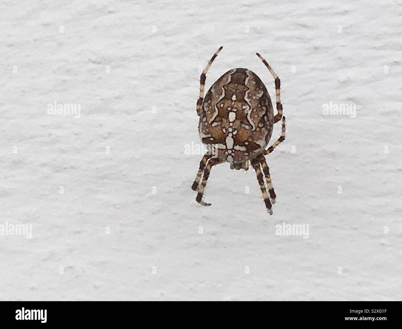 Femmina adulta Cross spider attesa per il corteggiamento maschile. Foto Stock
