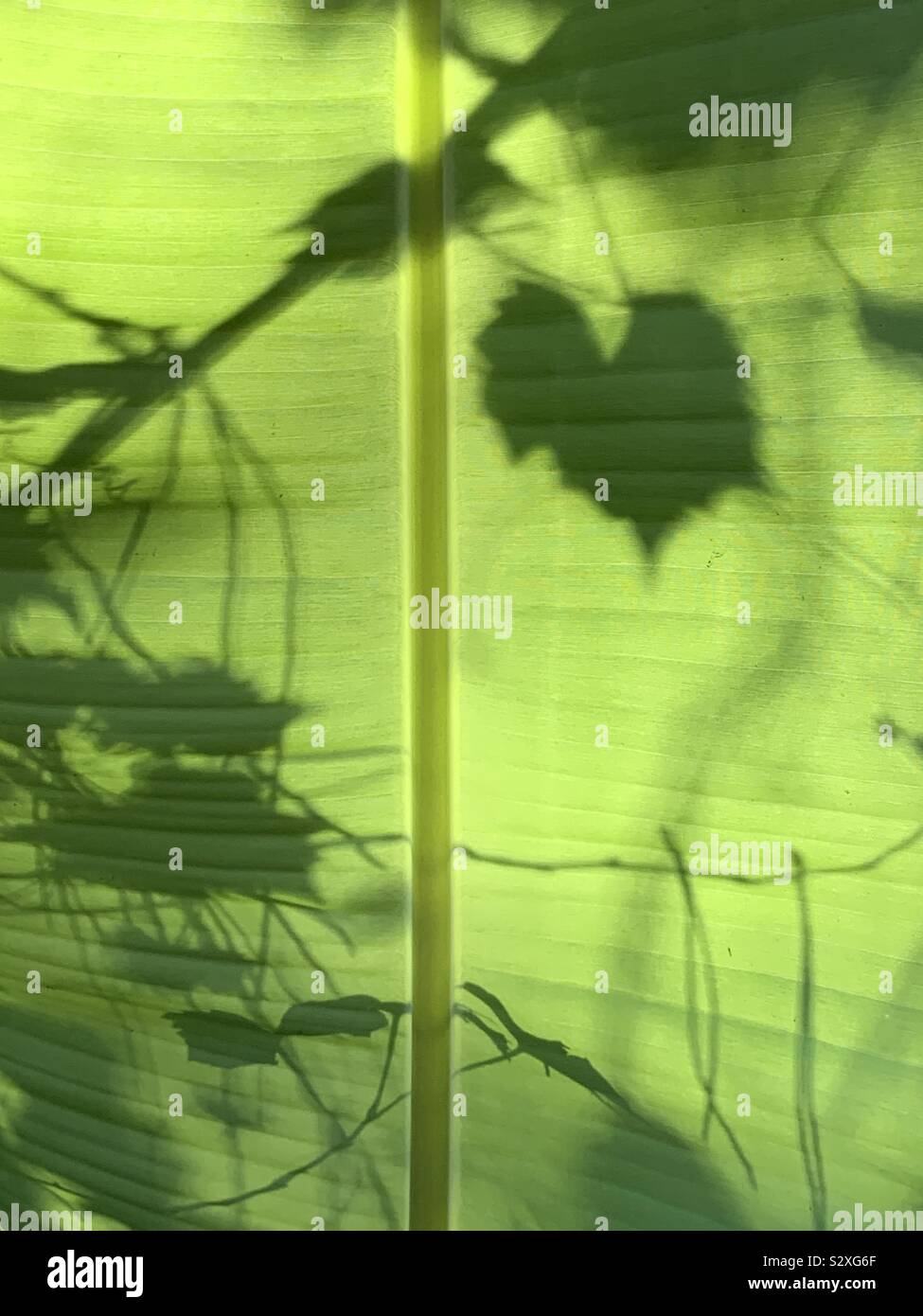 Il riassunto di una grande foglia di banano con ombre di vigne e foglie - Immagine stock catturata con smartphone