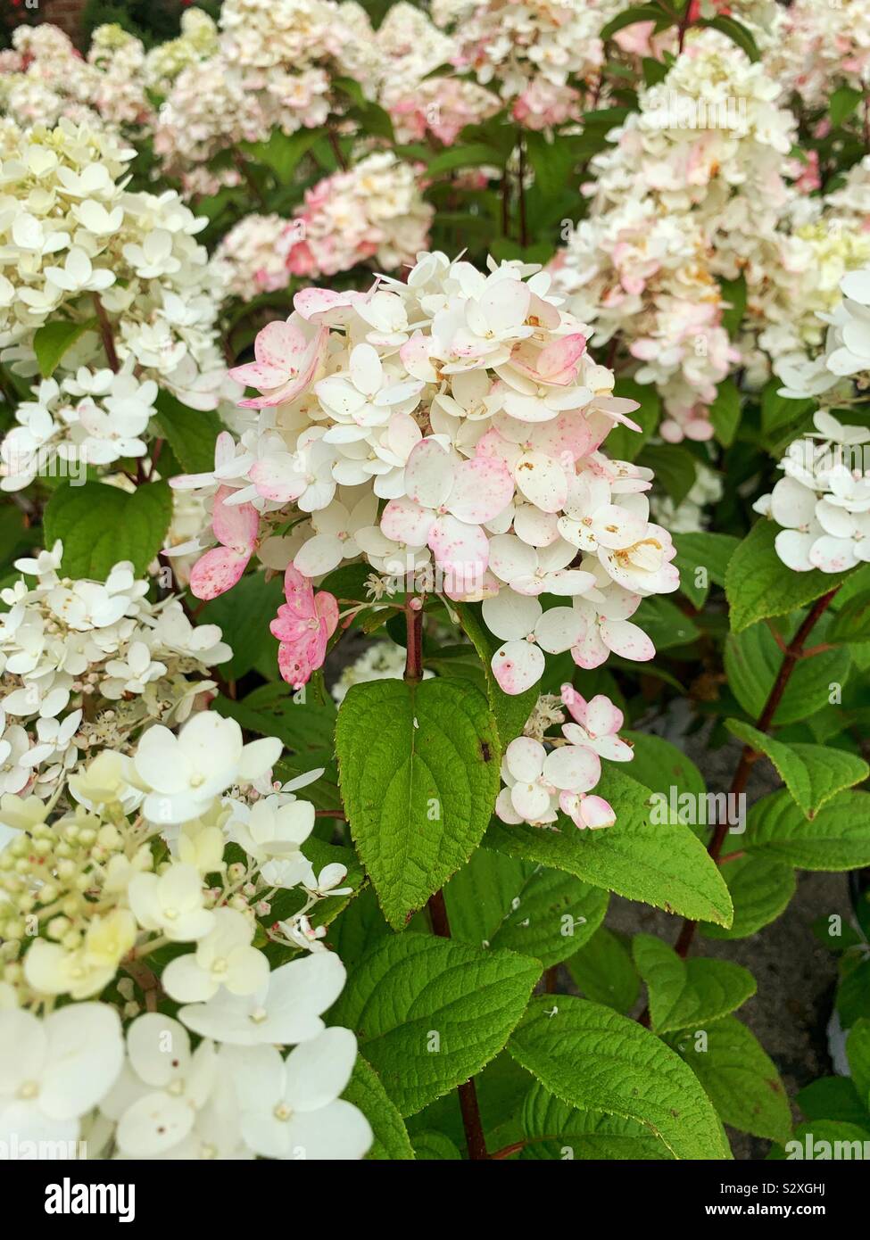 Bella bianco fiori di ortensie Foto Stock