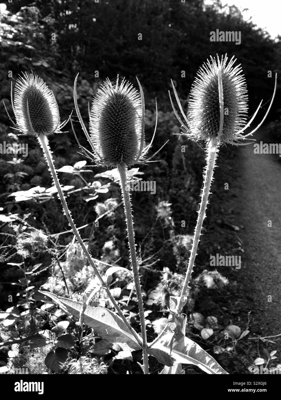 Teasel teste (Dipsacus fullonum) accesa dal tardo pomeriggio di sole al fianco di un sentiero di bosco. Foto Stock