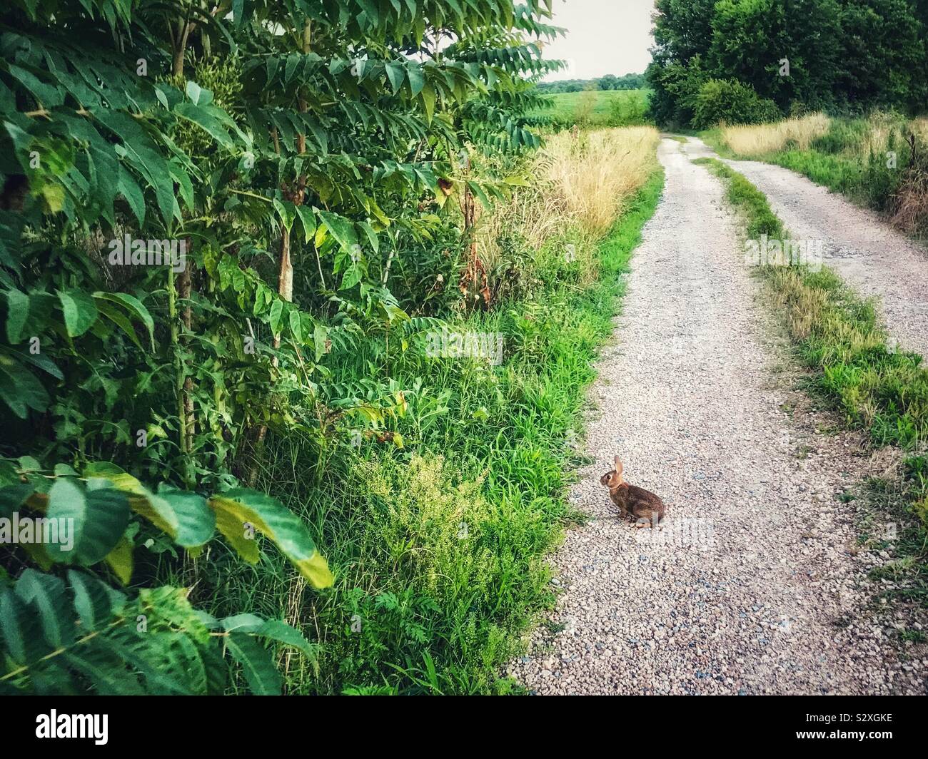 Lone coniglio su stradina di ghiaia Foto Stock