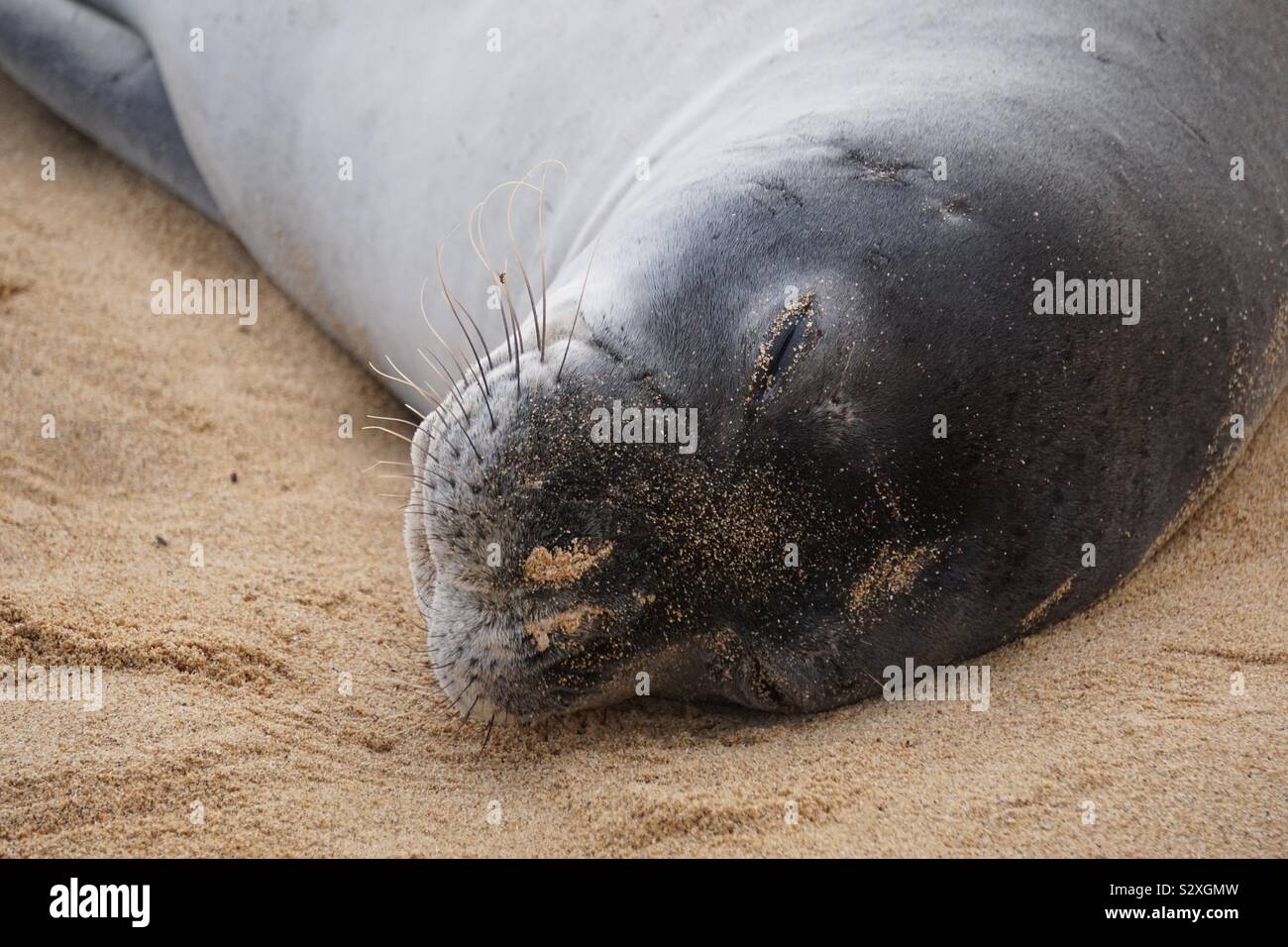 Fino vicino a Hawaiian Foca monaca di dormire sulla spiaggia in Kauai. - Immagine stock catturata con smartphone