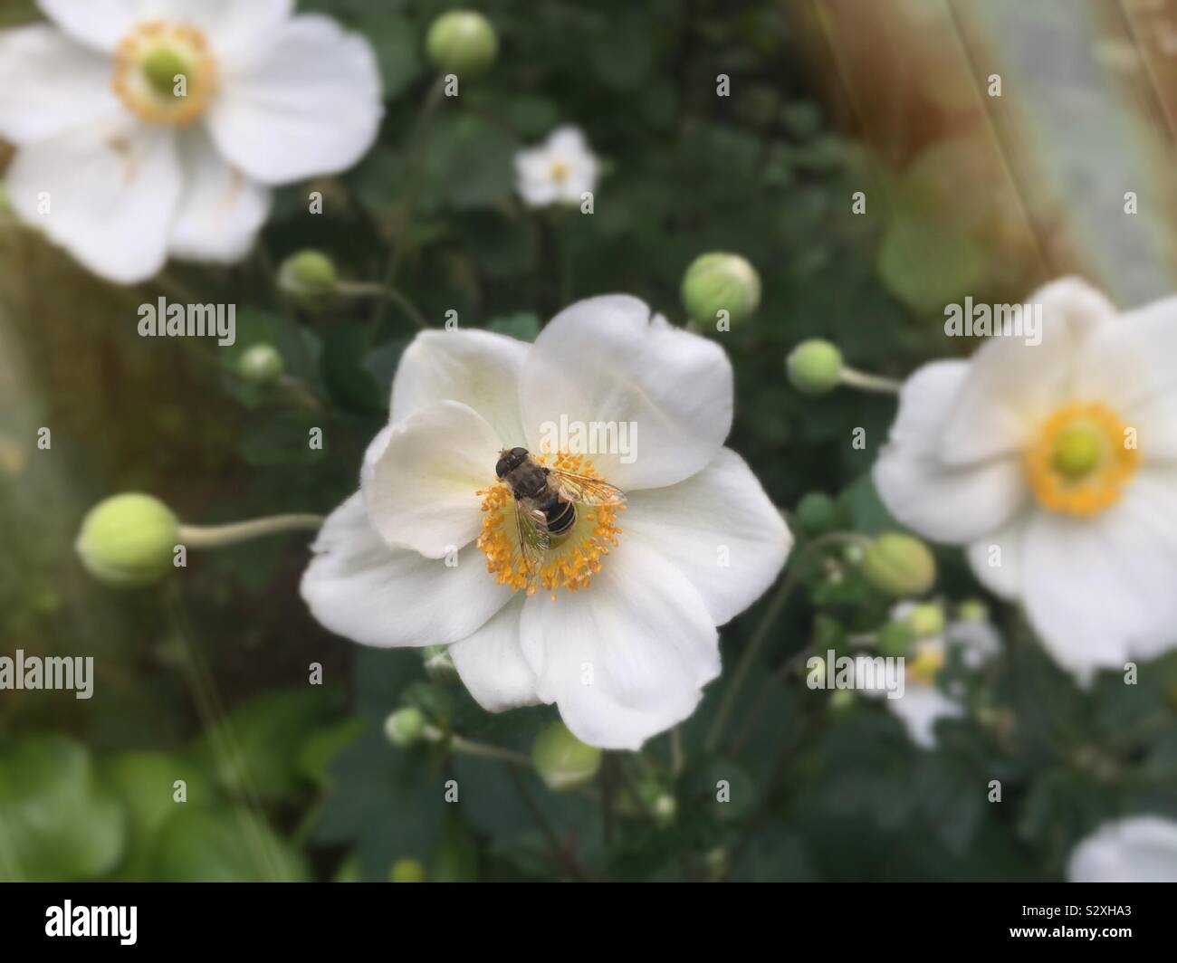 Close up di un ape su un fiore bianco, STATI UNITI D'AMERICA Foto Stock