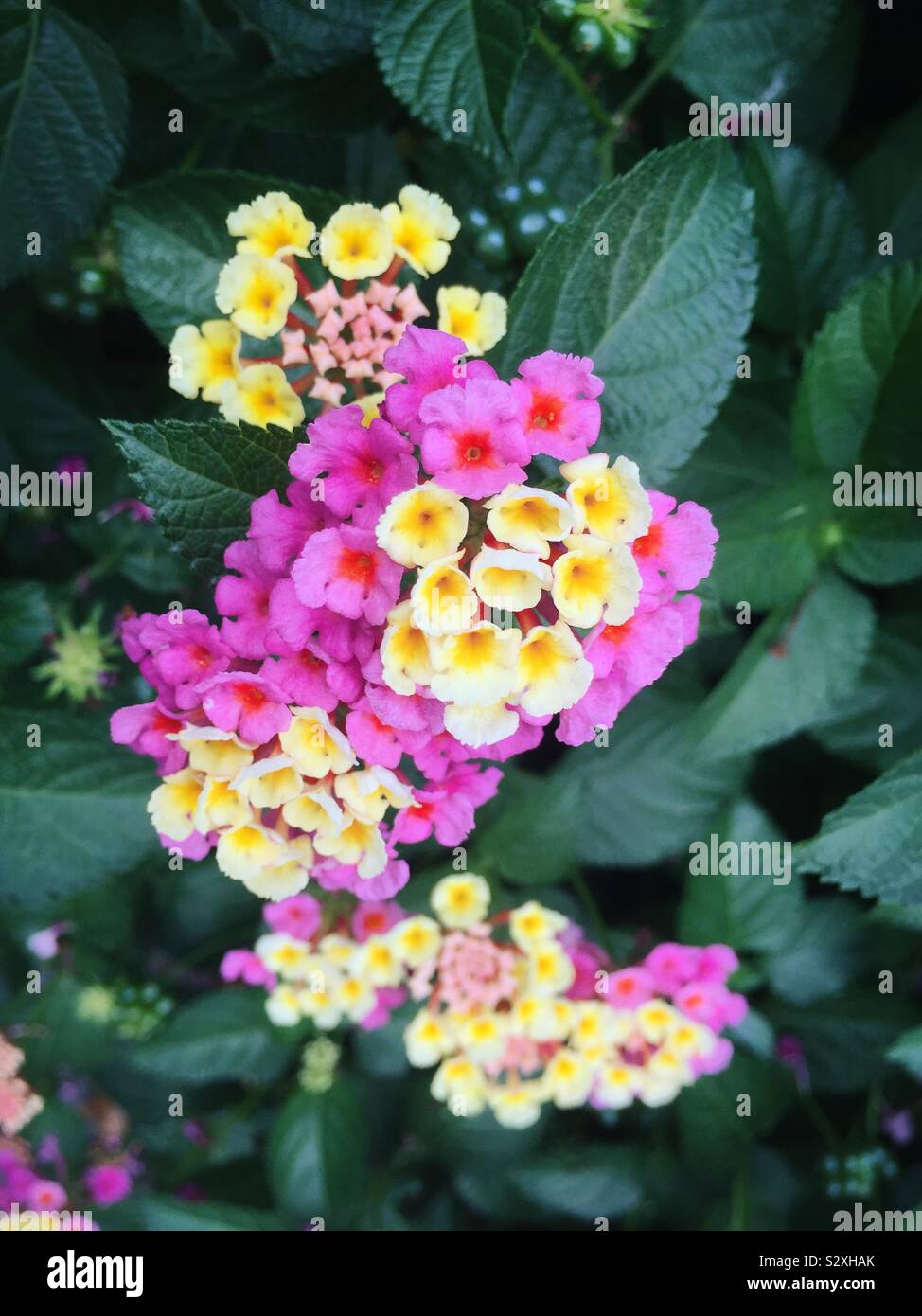 Una matrice colorata di rosa e fiori di colore giallo brillare in un curato letto floreale, STATI UNITI D'AMERICA - Immagine stock catturata con smartphone