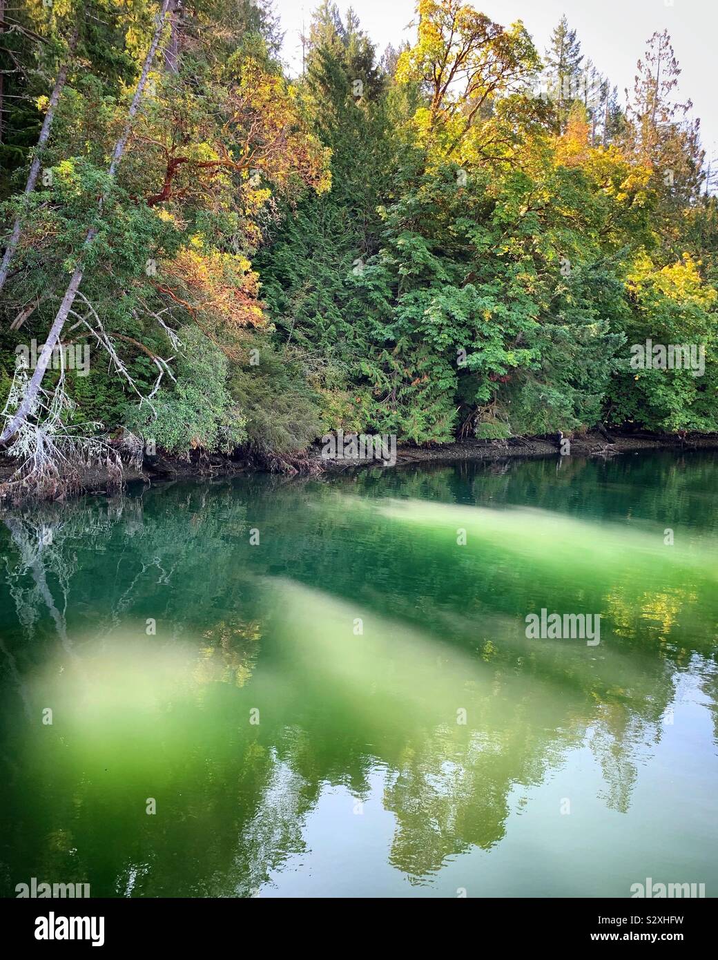 Bella mattina i filtri di luce attraverso gli alberi della foresta all' inizio dell' autunno e rende uno spettacolo di luci sul verde acqua colorata di Puget Sound. Foto Stock