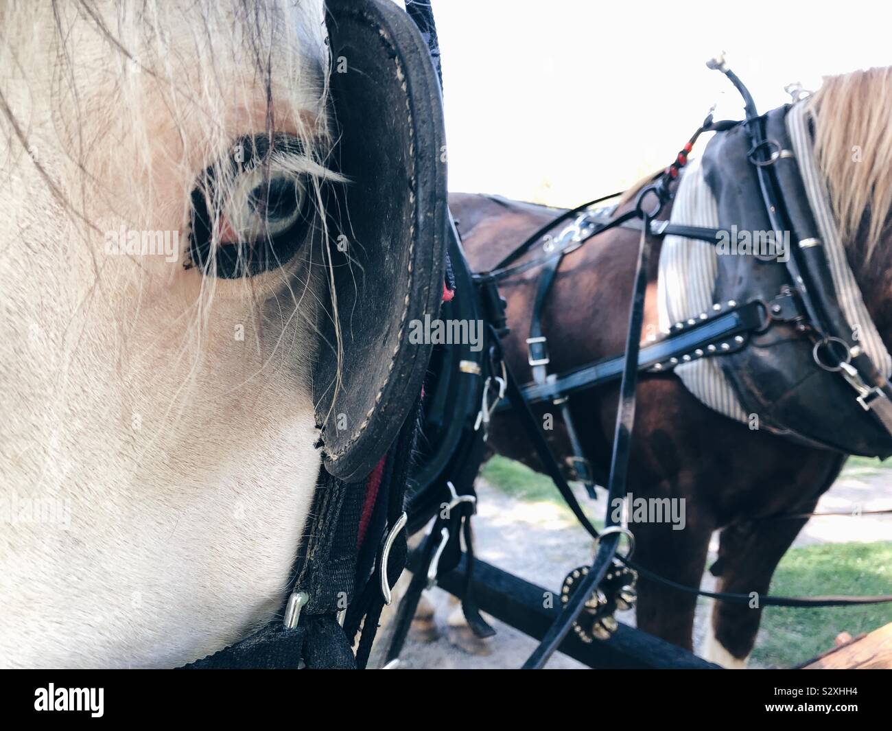 Vista dettagliata del progetto di cavallo con occhio azzurro Foto Stock