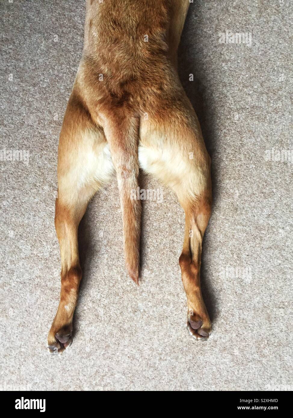 Guardando verso il basso a partire da sopra sul retro delle gambe di un Labrador cane con le sue gambe e coda divaricabile e disteso sul pavimento in un divertente animali immagine Foto Stock