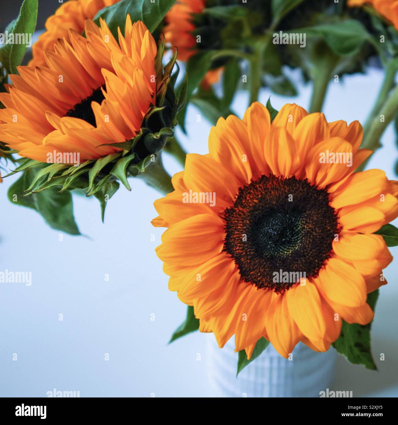Bouquet di girasoli Foto Stock