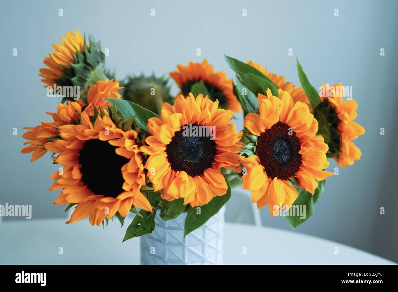 Girasoli mazzo di fiori in vaso - Immagine stock catturata con smartphone