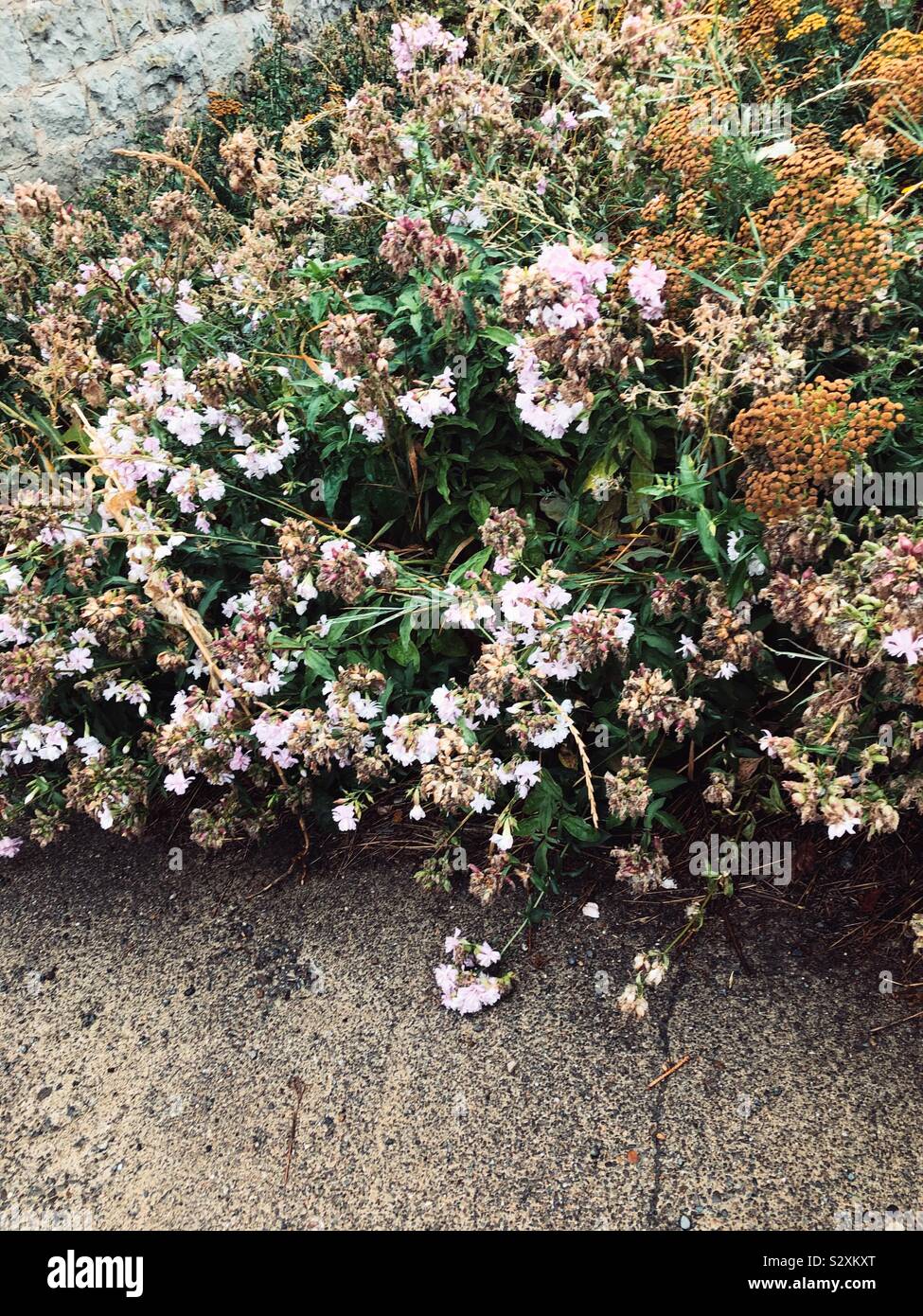 Ricoperta dalle erbacce e fiori selvatici in Roslyn, WA Foto Stock
