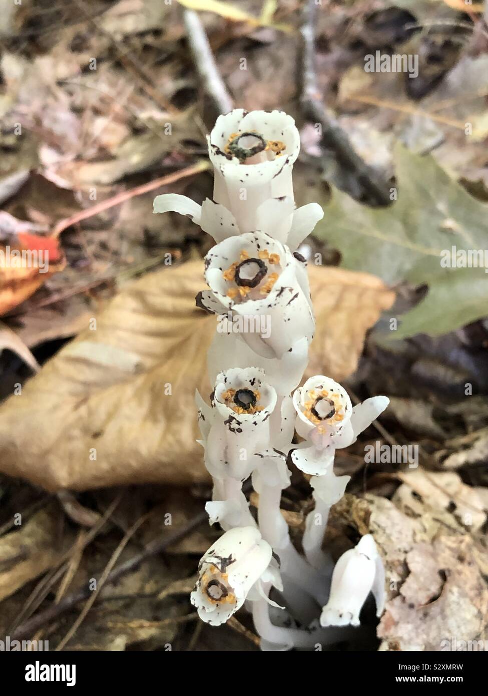 Tubi indiano fiori che crescono nei boschi in autunno - Immagine stock catturata con smartphone