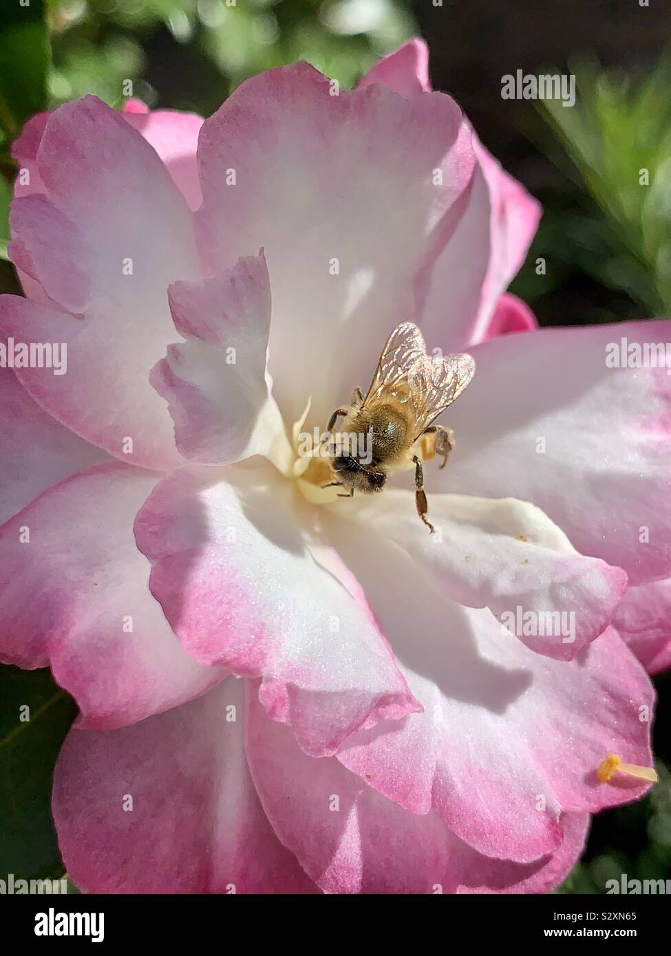 Il miele delle api in rosa e bianco camellia bloom closeup Foto Stock