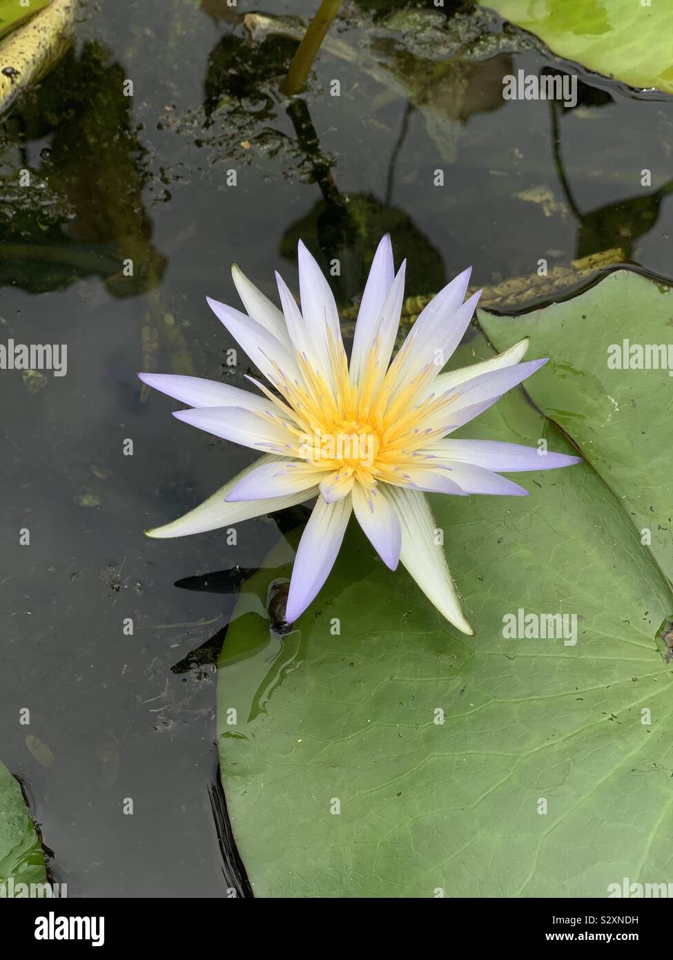 Nymphaea caerulea Foto Stock