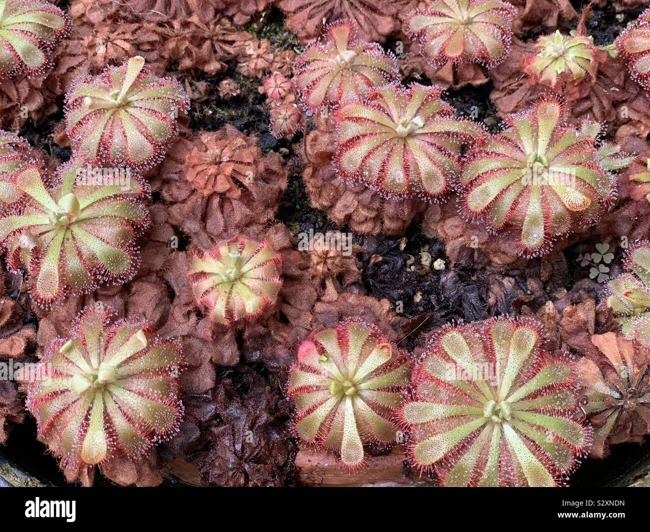 Drosera aliciae, pianta carnivora Foto Stock