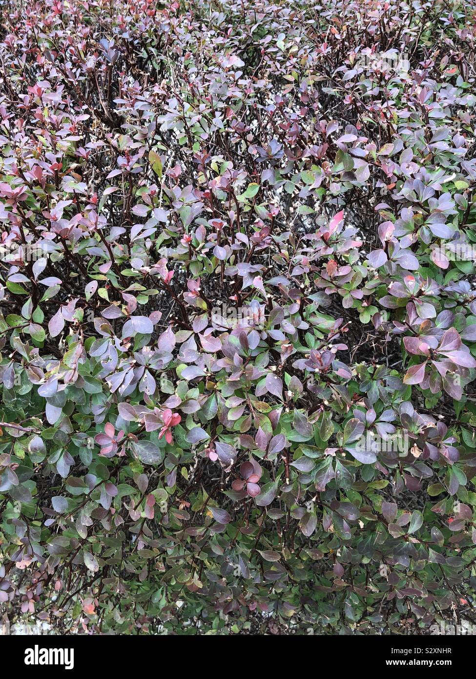 Bella fila hedge boccola ruotando i colori in autunno Foto Stock