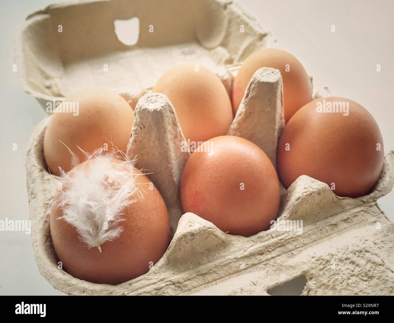 Una scatola di sei uova con un bianco di piume di pollo bloccato una delle uova. Foto Stock