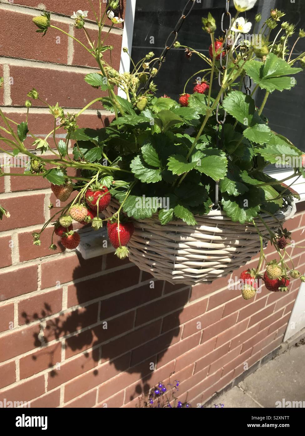 Fragola - Immagine stock catturata con smartphone