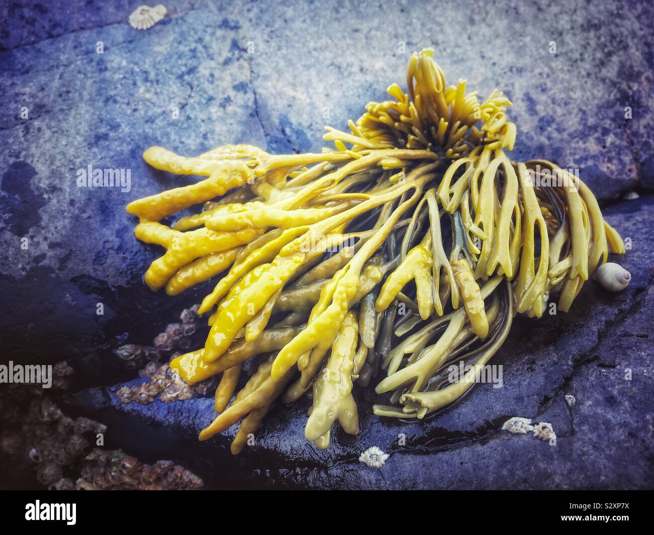Alghe di colore giallo Foto Stock