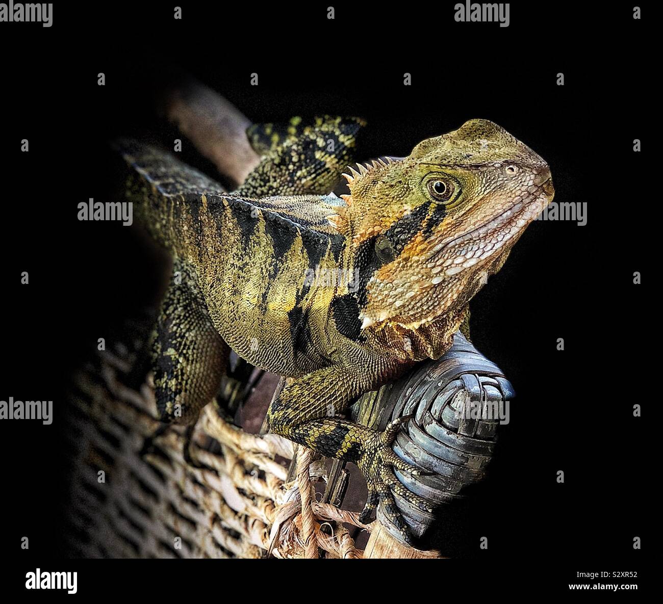 Australia orientale Drago acqua (Physignathus lesueuri) Foto Stock