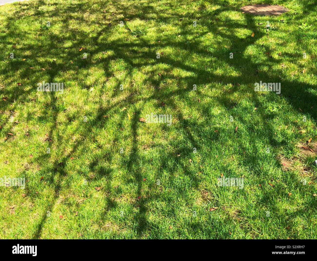 Ombra di un albero nudo sull'erba Foto Stock