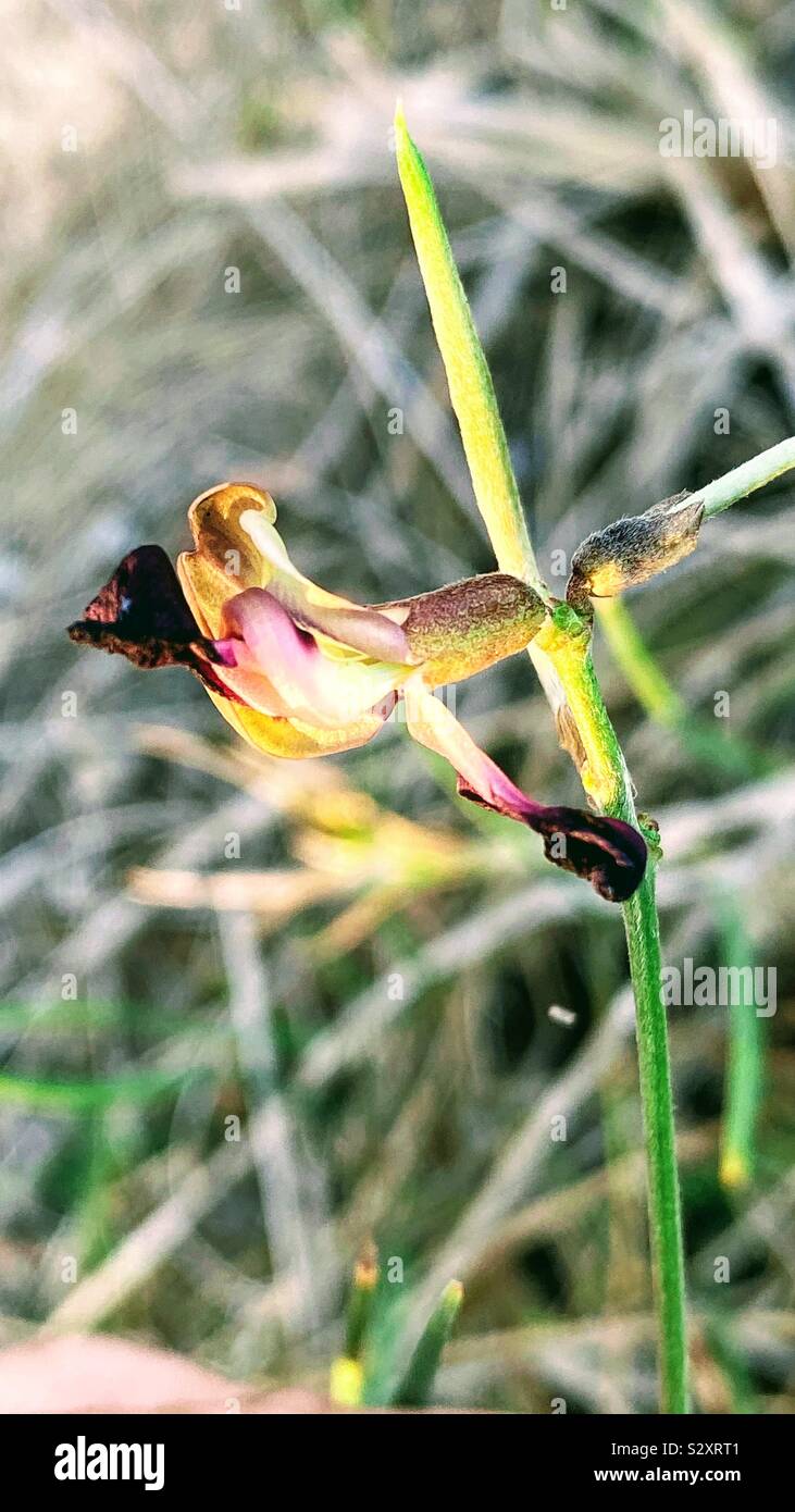 Nativo di orchidea australiano Foto Stock