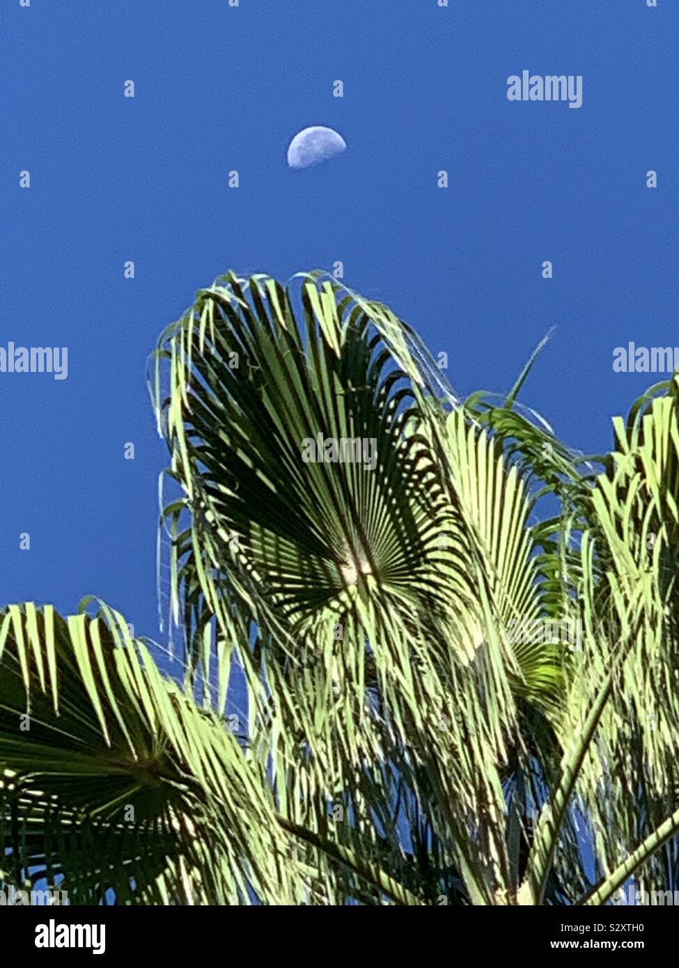 Luna diurna nel corso della Florida Foto Stock
