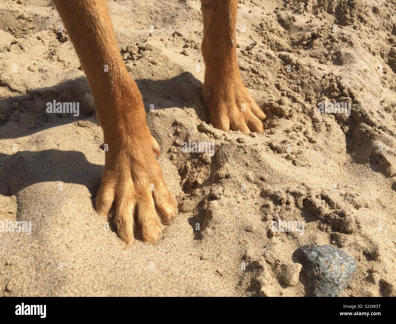 Le zampe di un cane in piedi su una spiaggia di sabbia con una copia dello spazio in un pet immagine di vacanza Foto Stock