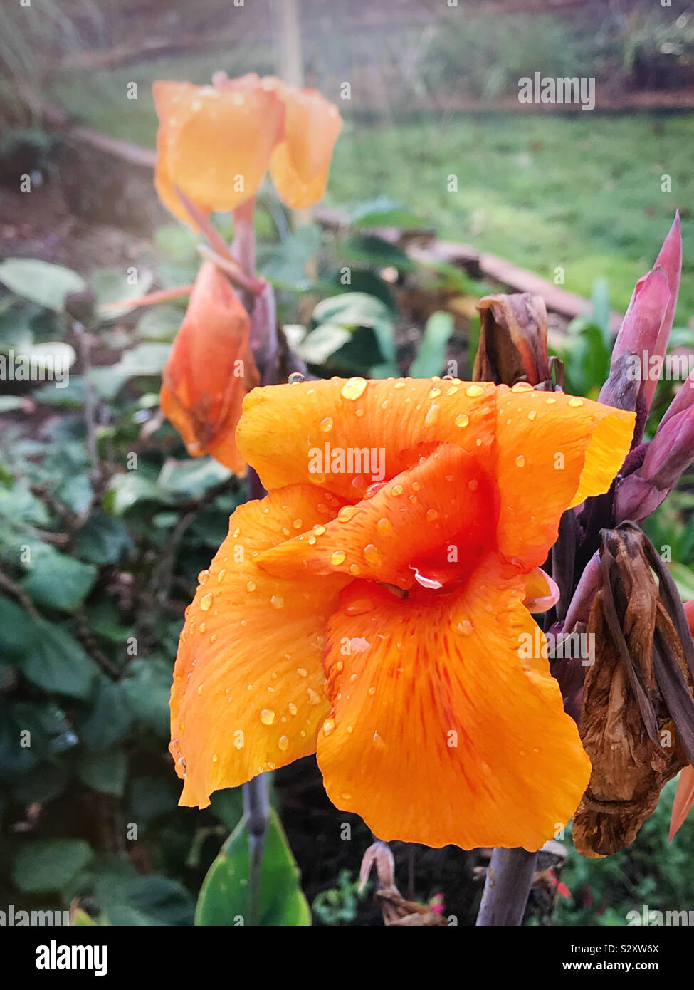 La vibrante colore arancio canna fiore di giglio fiore in piena fioritura e ricoperto di gocce di pioggia. Il loro colore arancio brillante le teste dei fiori in contrasto con il fogliame verde. Foto Stock