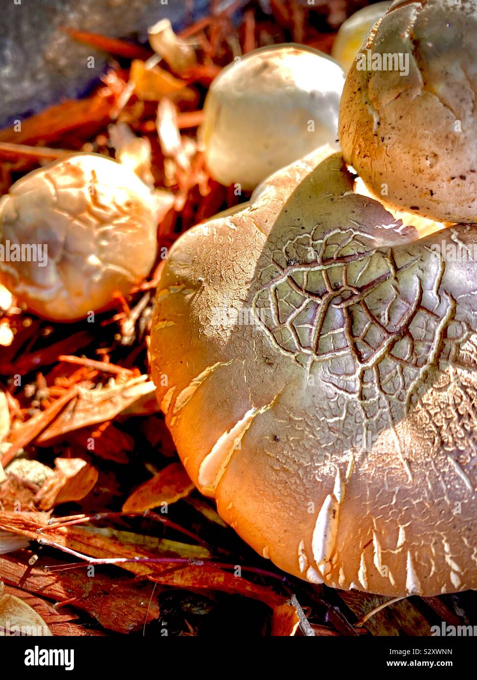 I funghi nella luce dorata Foto Stock