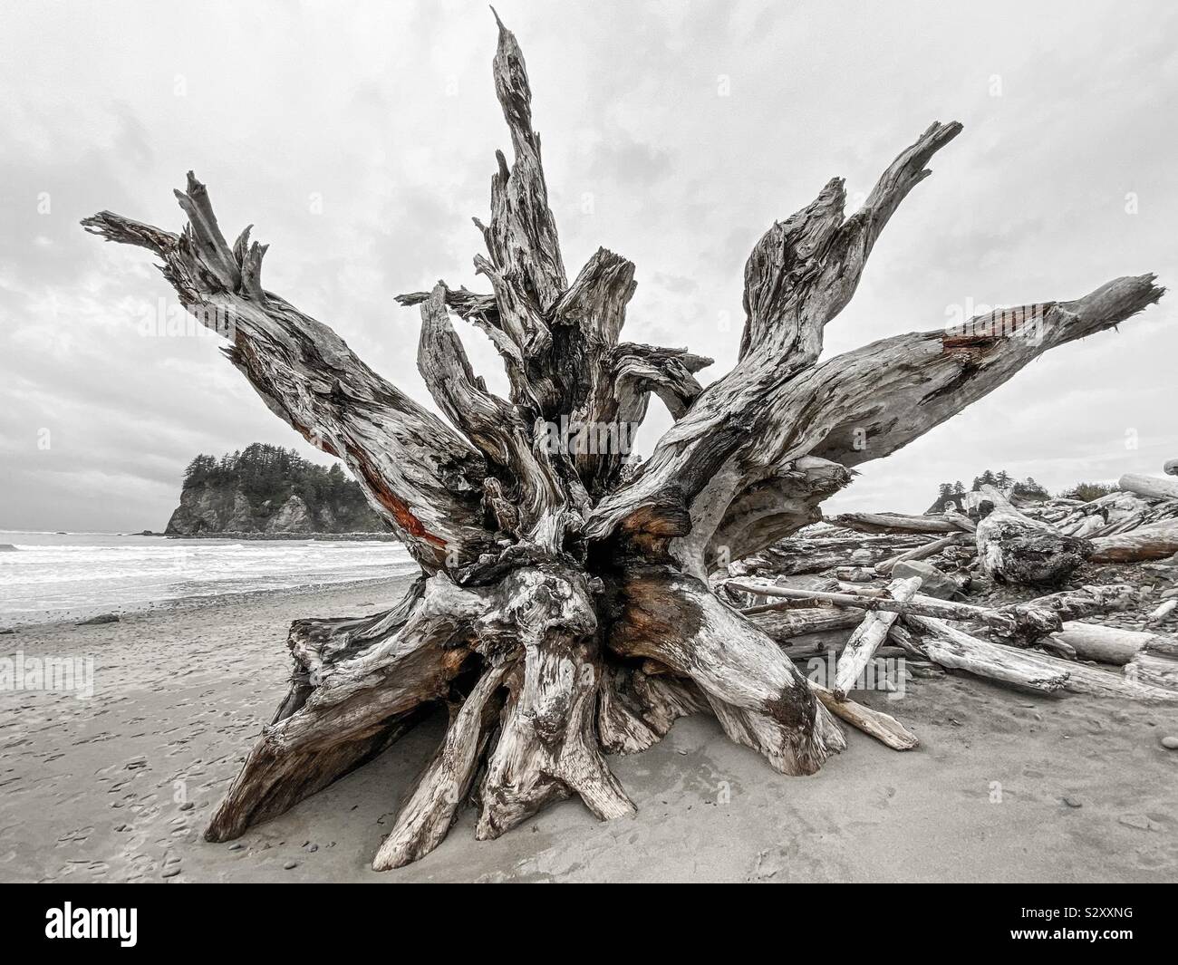 Grandi driftwood a Rialto spiaggia presso le rive del fiume quillayute e l'Oceano Pacifico, il parco nazionale di Olympic, Penisola Olimpica, nello Stato di Washington, USA. Foto Stock