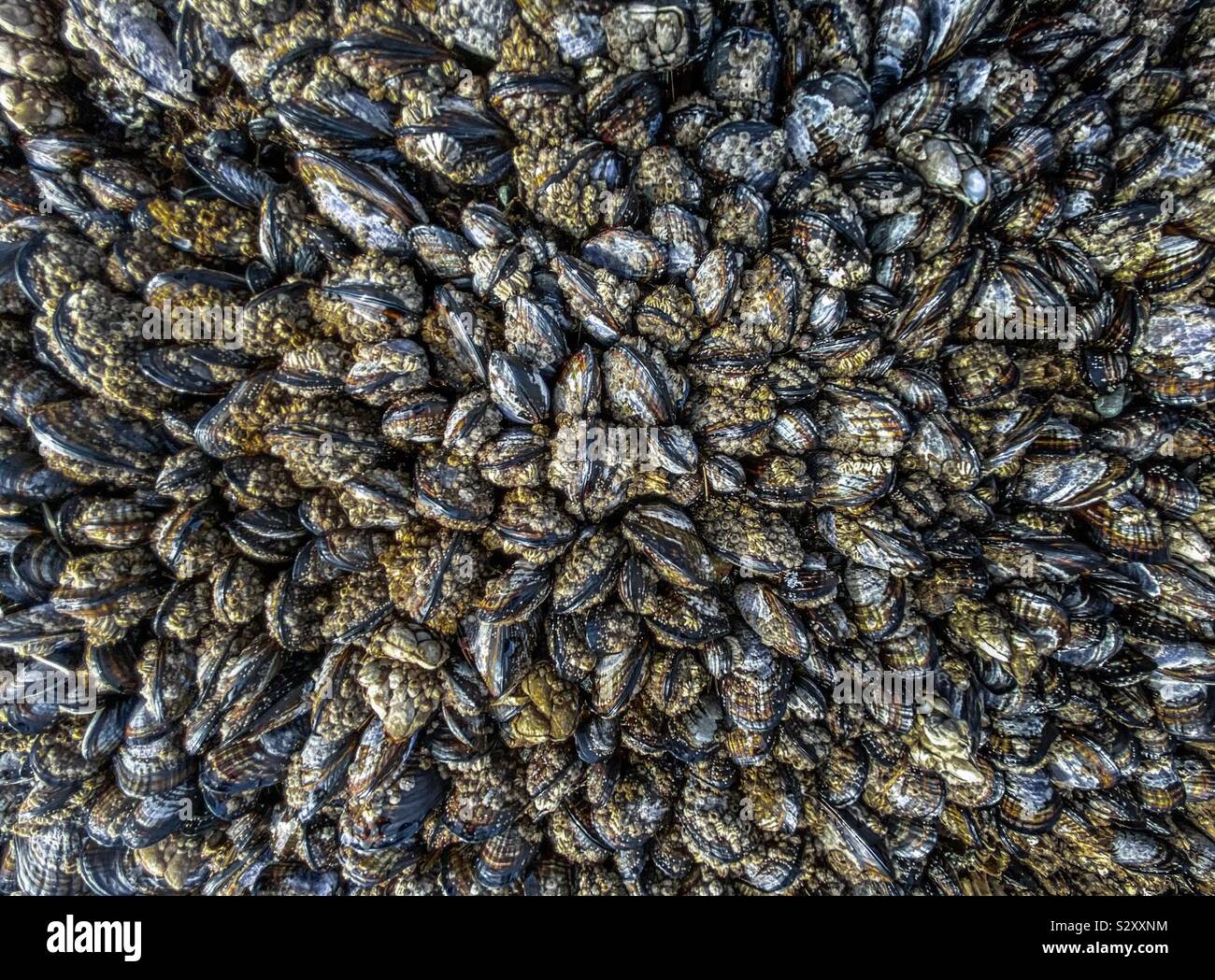Letto di molluschi vivi esposto durante la bassa marea. Shi Shi Beach, Parco Nazionale di Olympic, nello stato di Washington, USA - Immagine stock catturata con smartphone